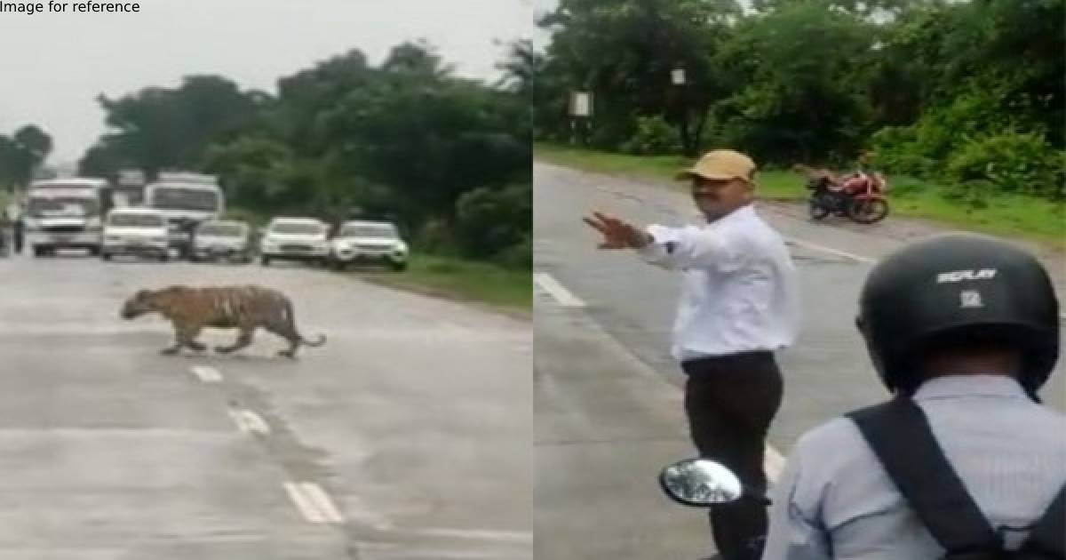 Watch: Traffic police ask commuters to stop, stay quiet and allow tiger to cross road